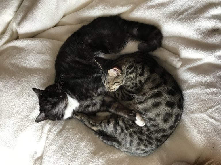 North Dorset Cat Care Affordable Pet Care at Home